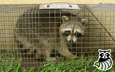 Ontario County trapping